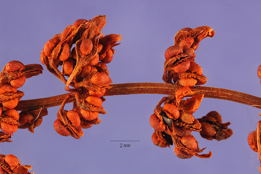 Rumex conglomeratus image