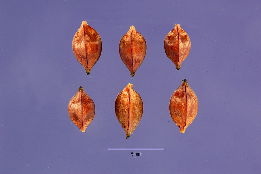 Rumex aquaticus image