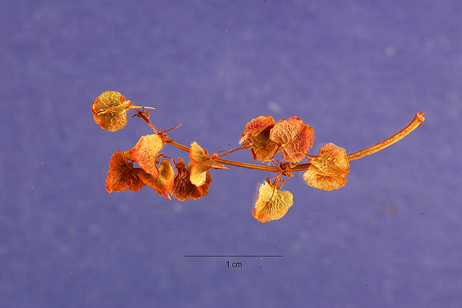 Rumex aquaticus image