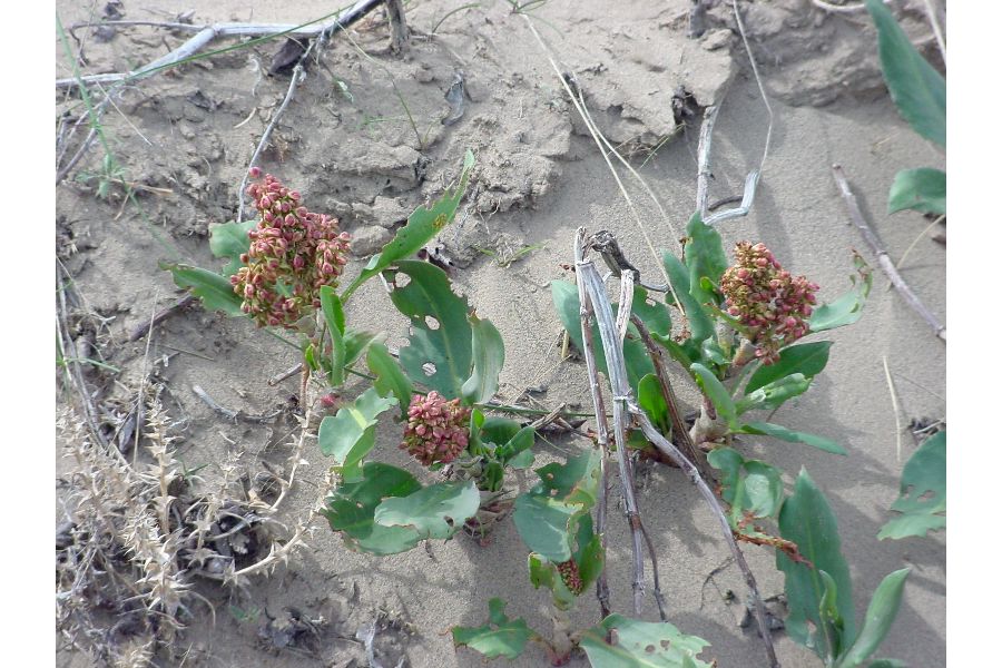 Rumex venosus image