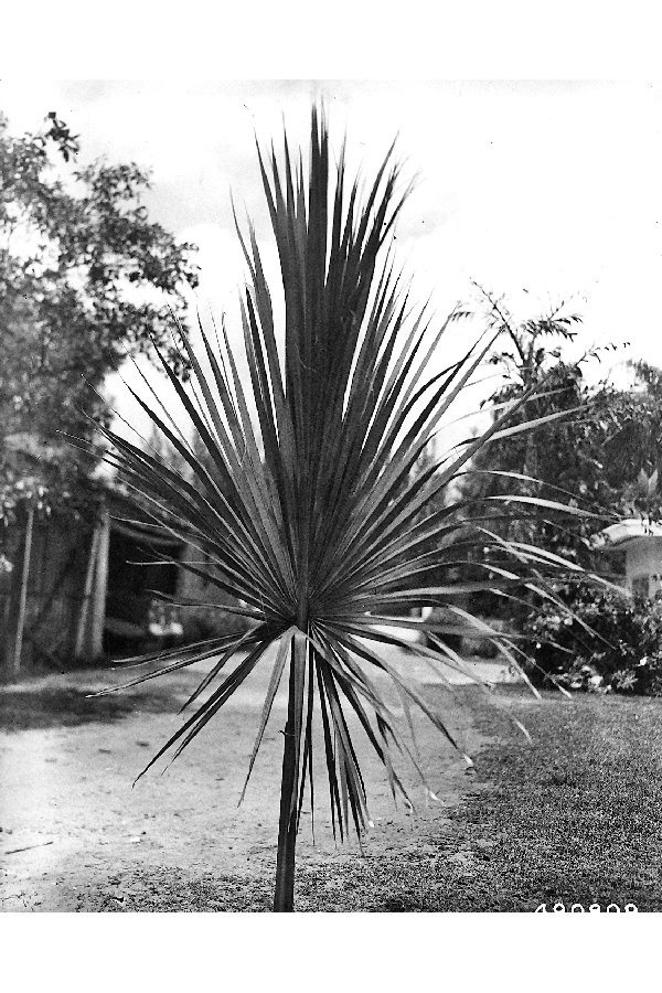 Sabal palmetto image