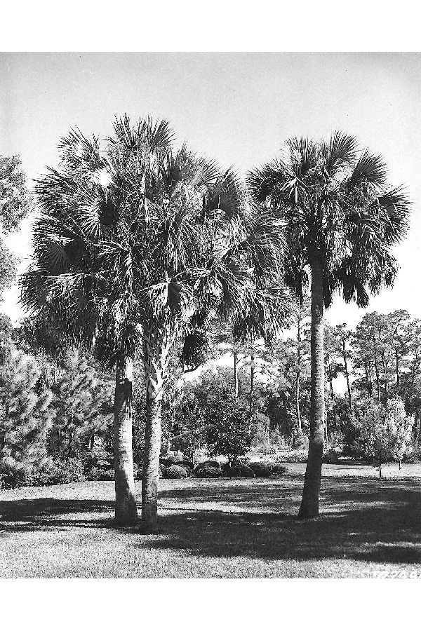 Sabal palmetto image