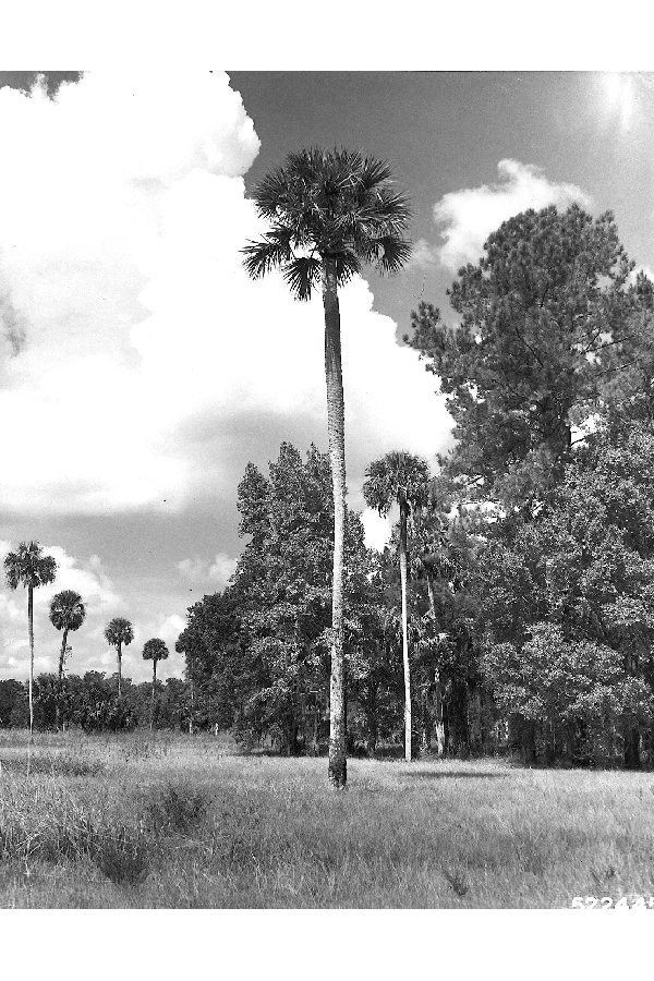 Sabal palmetto image