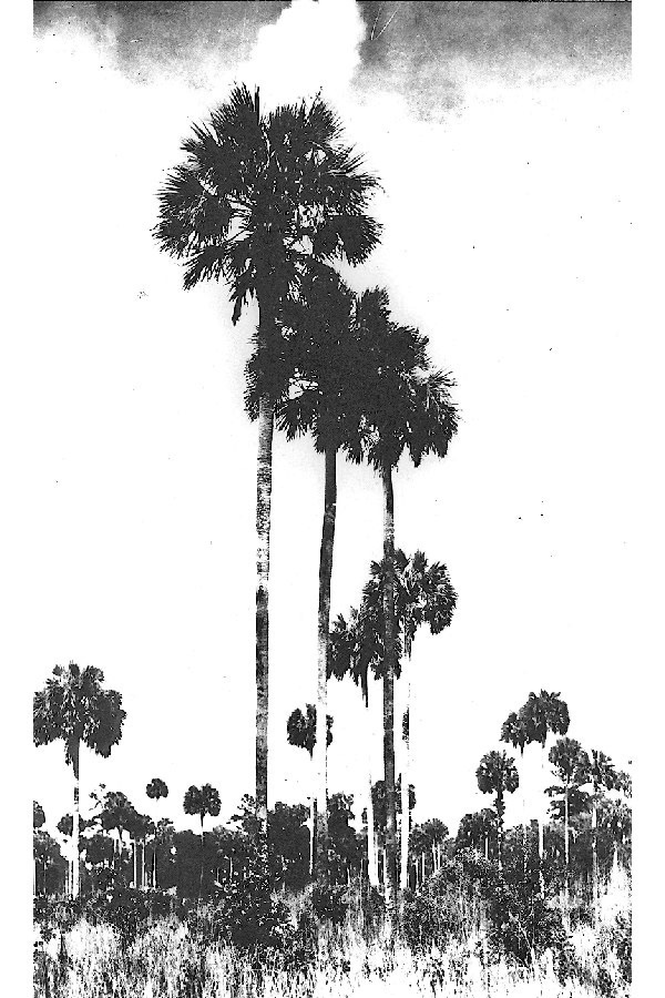 Sabal palmetto image