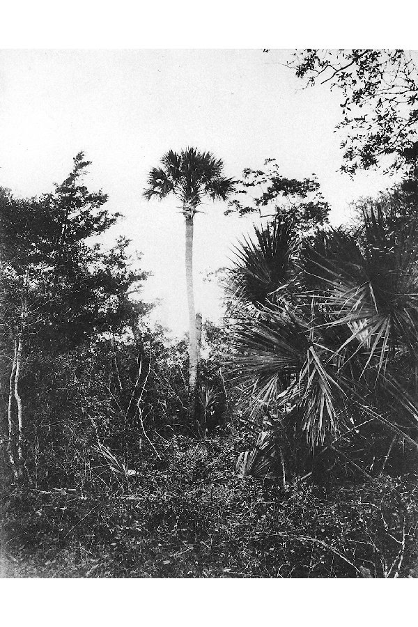 Sabal palmetto image