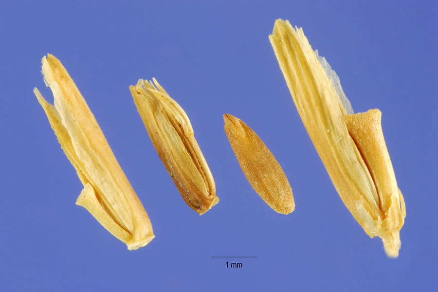 Sclerochloa image