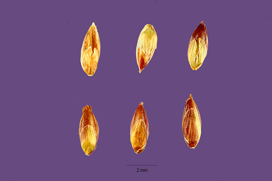 Setaria megaphylla image