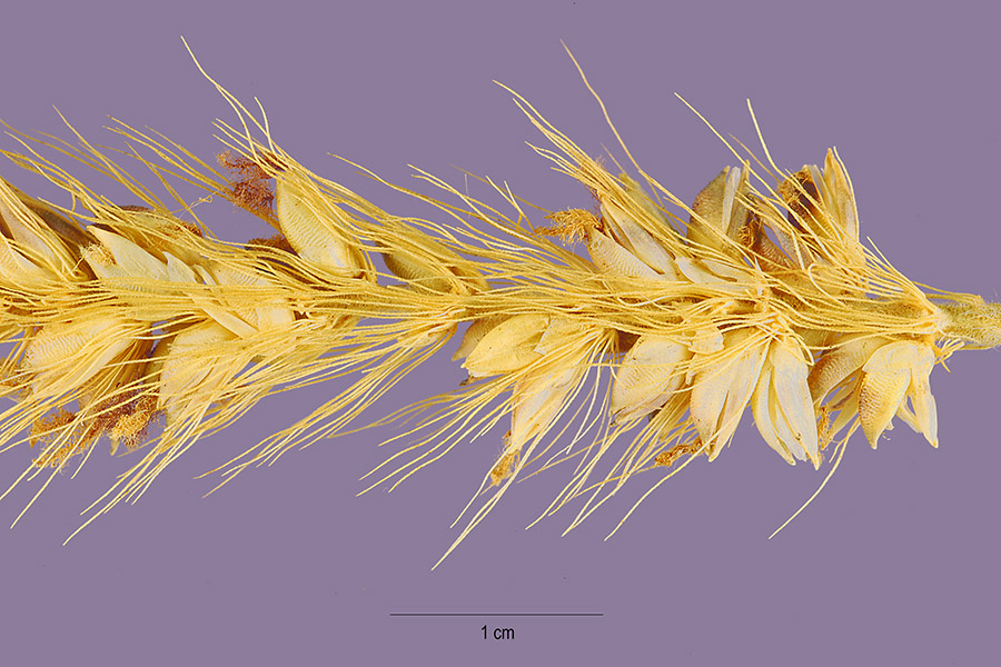 Chaetochloa image