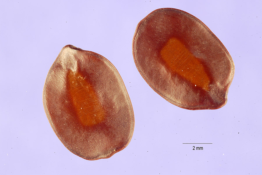 Senna siamea image