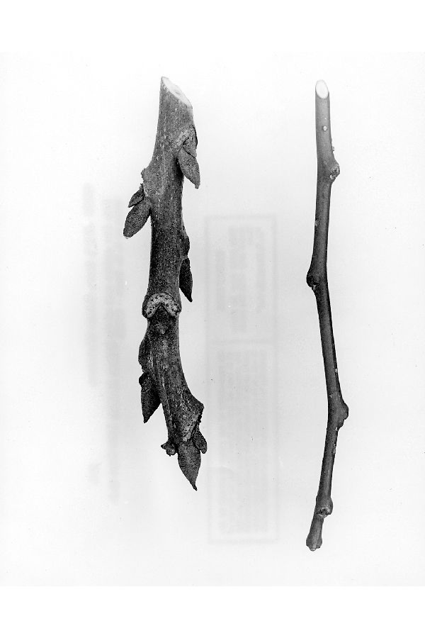 Styphnolobium japonicum image