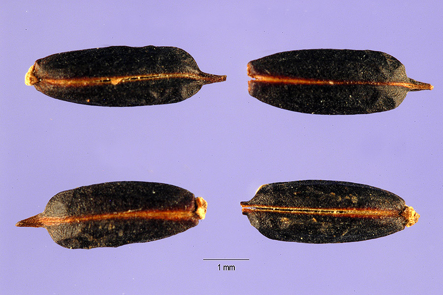 Stachytarpheta jamaicensis image