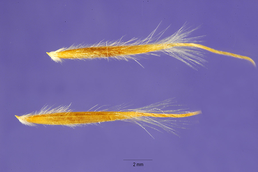 Achnatherum scribneri image