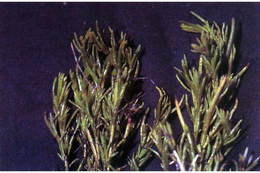 Suaeda calceoliformis image