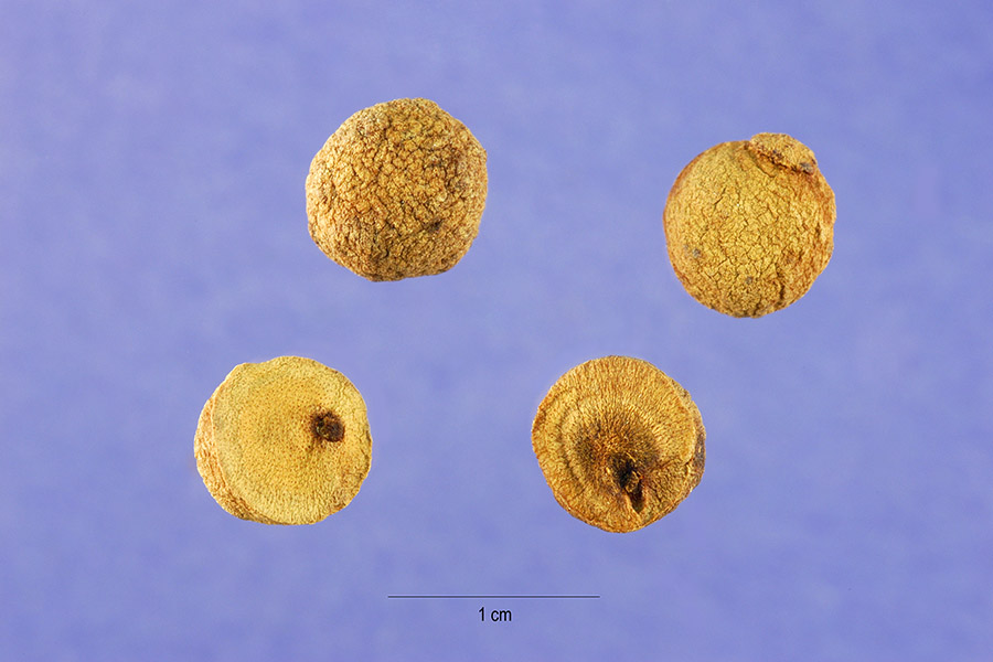 Syzygium cumini image