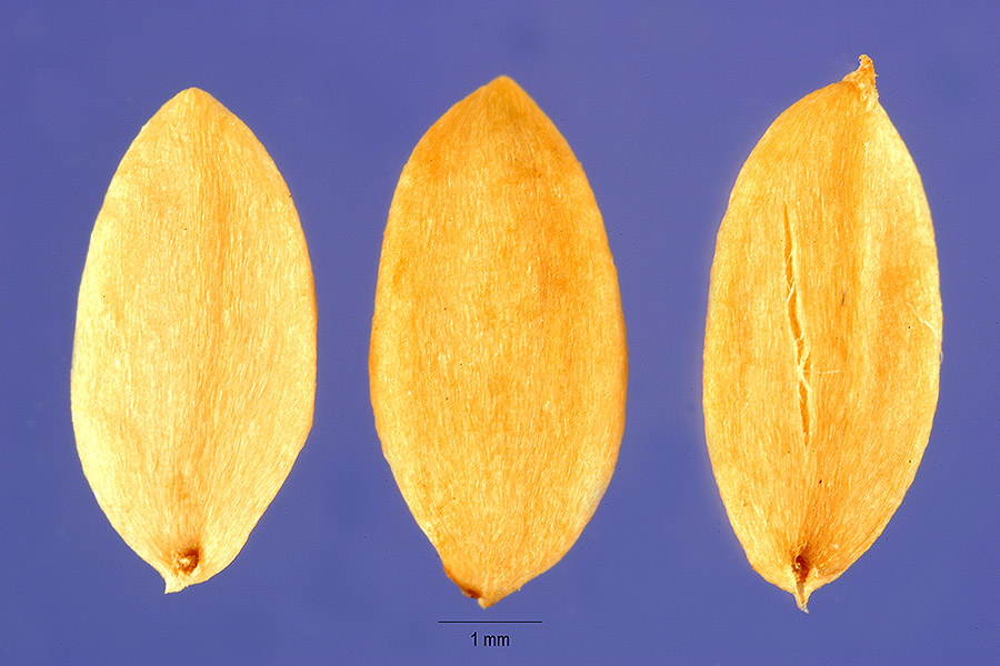 Symphoricarpos mollis image