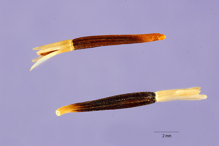 Tagetes erecta image