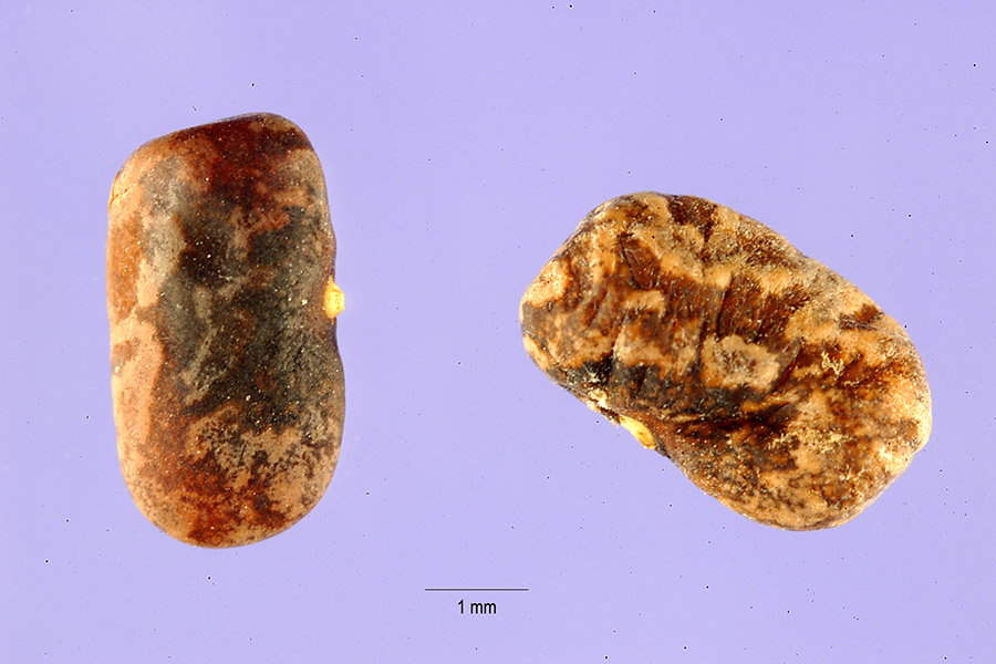 Tephrosia purpurea image