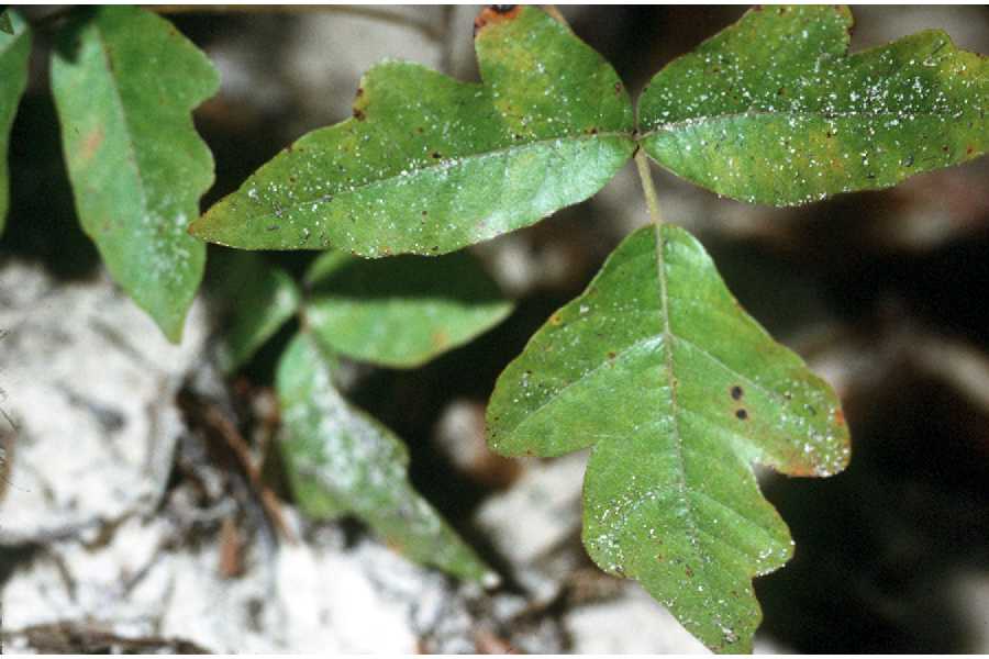 Toxicodendron pubescens image