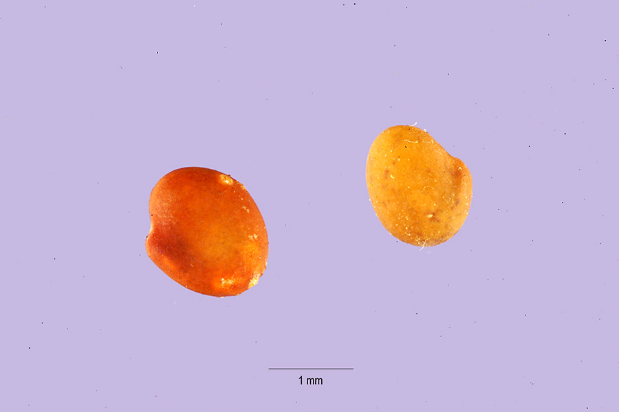 Trifolium amabile image