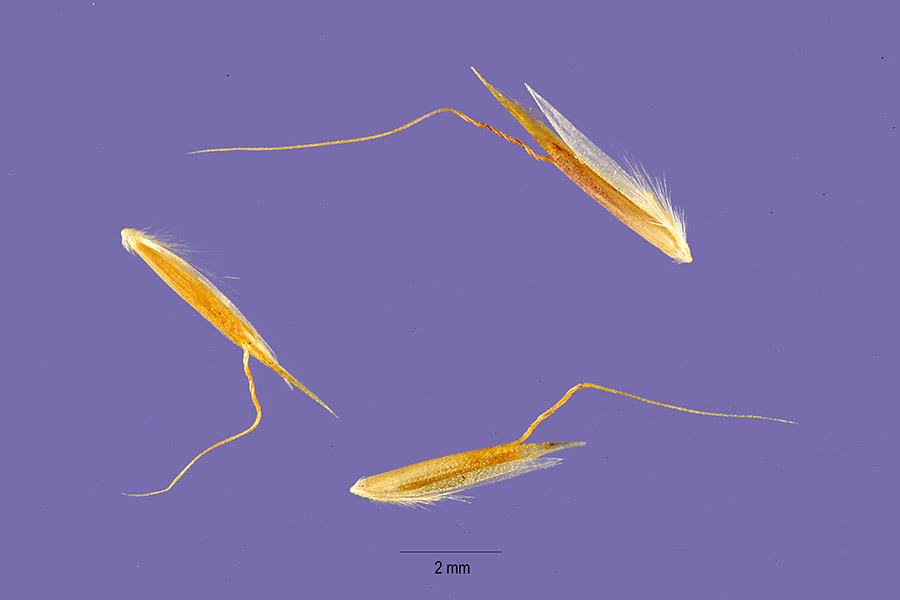 Avena flavescens image