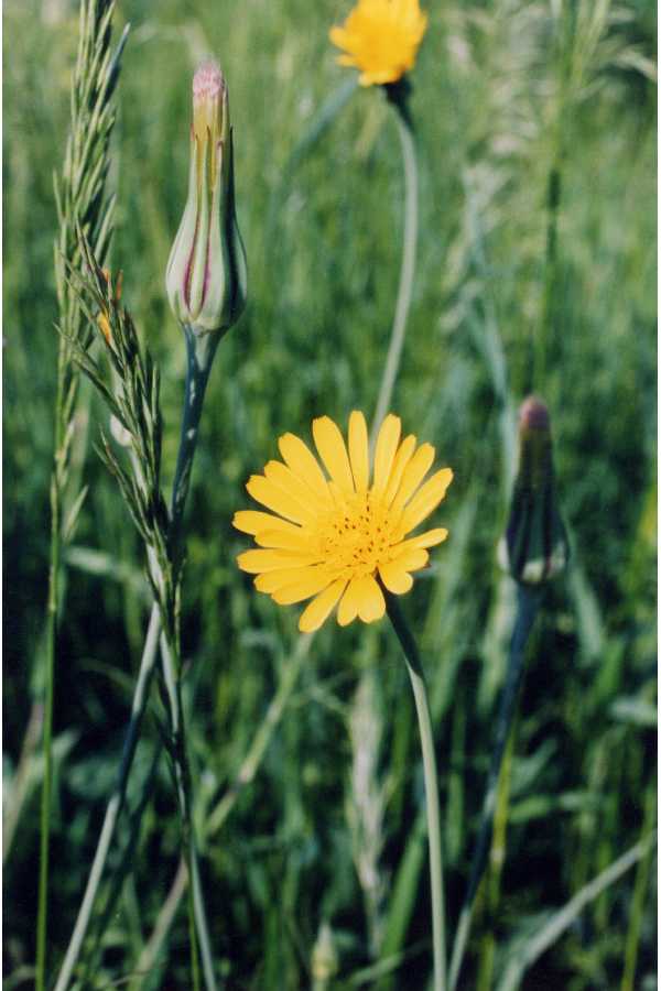 Tragopogon lamottei image