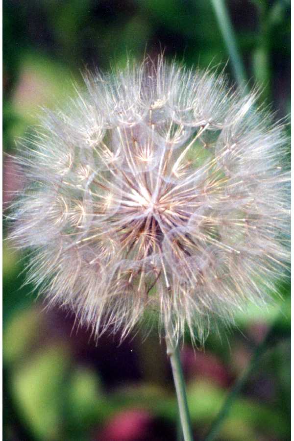 Tragopogon lamottei image