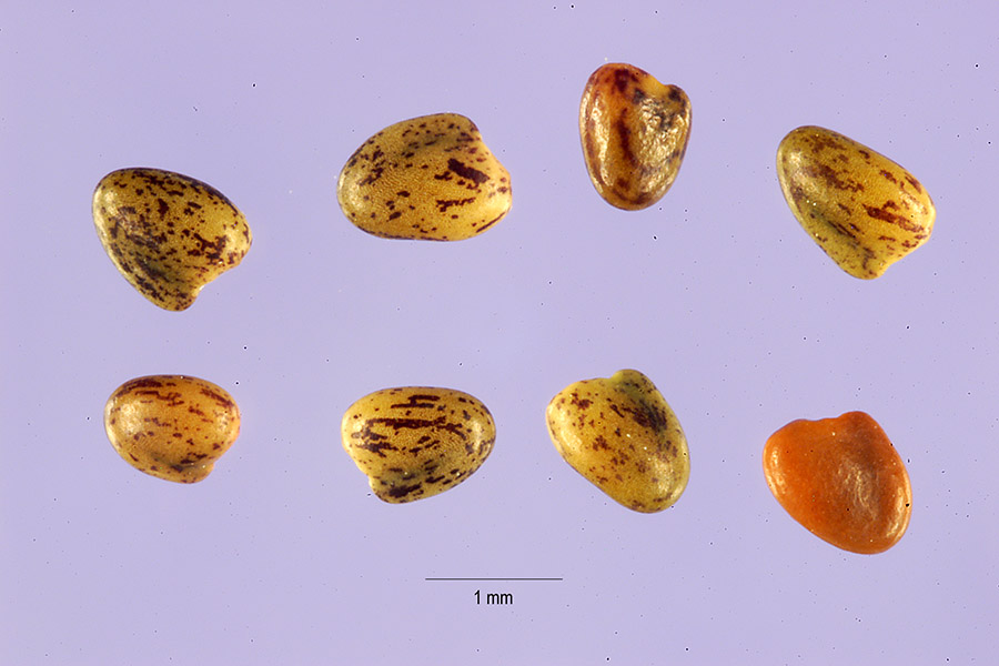 Trifolium variegatum image