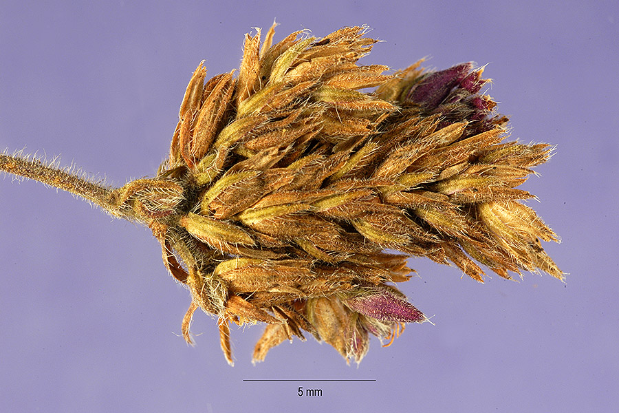 Verbena bonariensis image