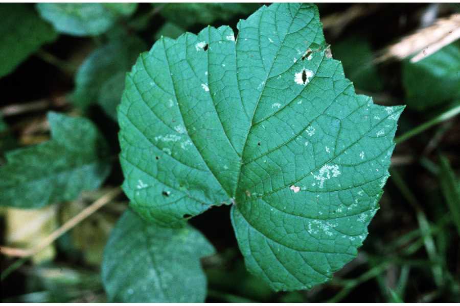 Vitis cordifolia image