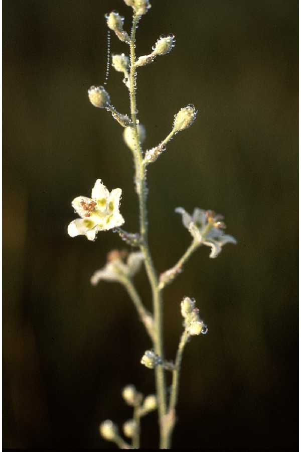 Anticlea chlorantha image