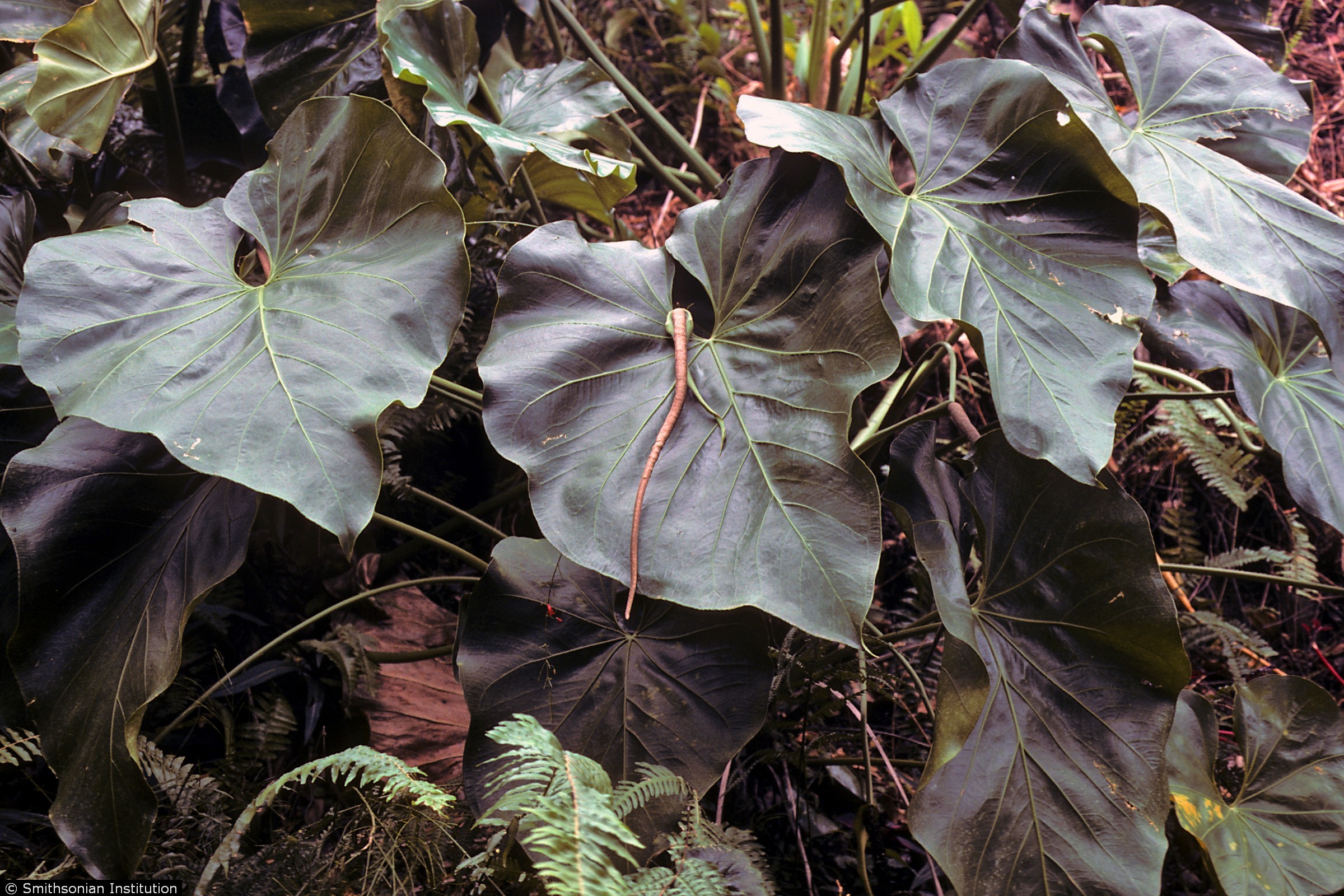 USDA Plants Database Plant Profile Images