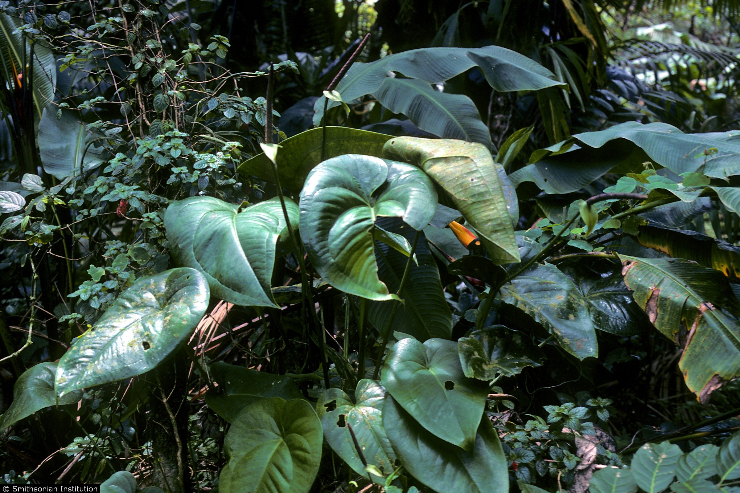 USDA Plants Database Plant Profile Images