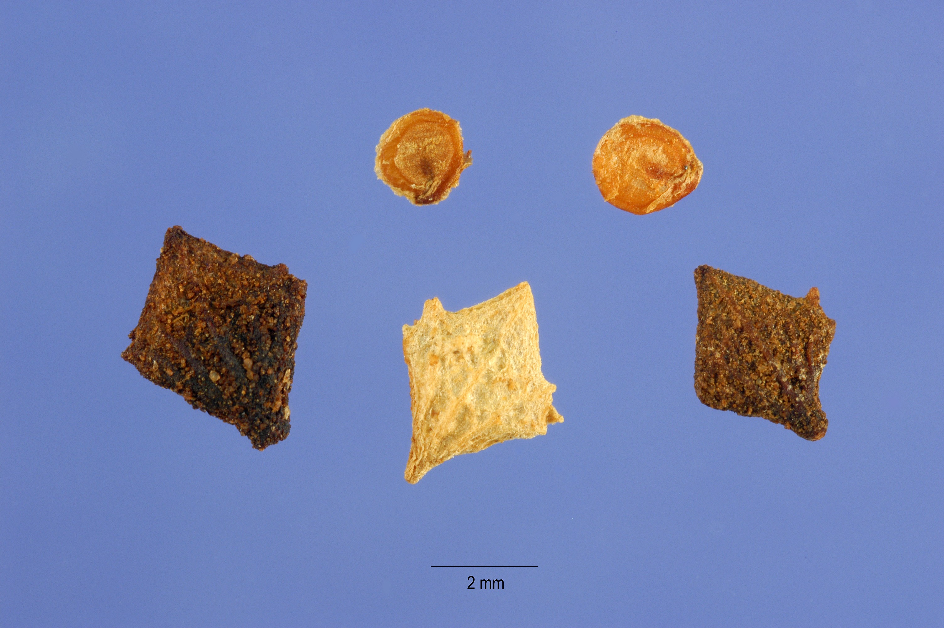 USDA Plants Database