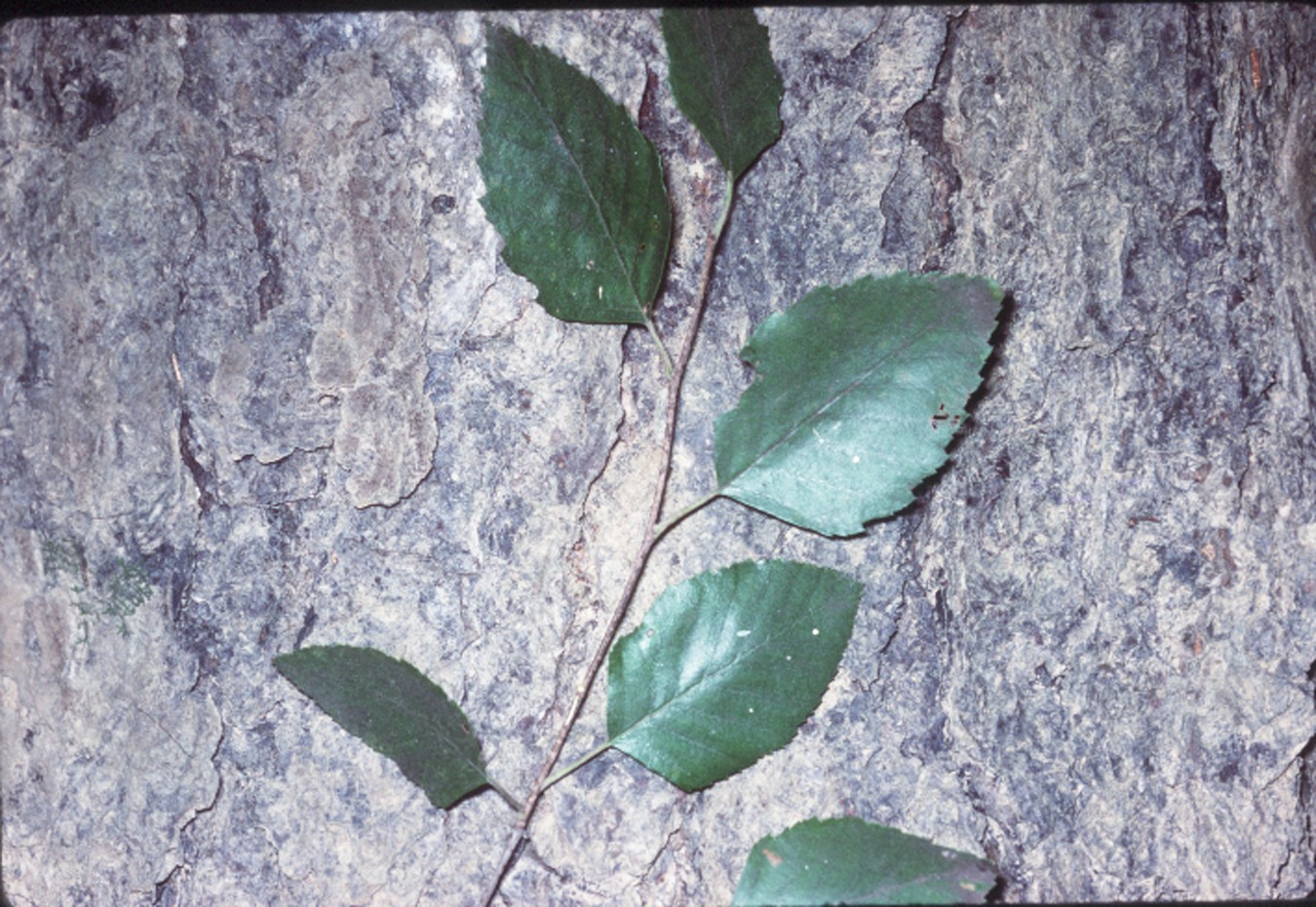 River Birch  Missouri Department of Conservation