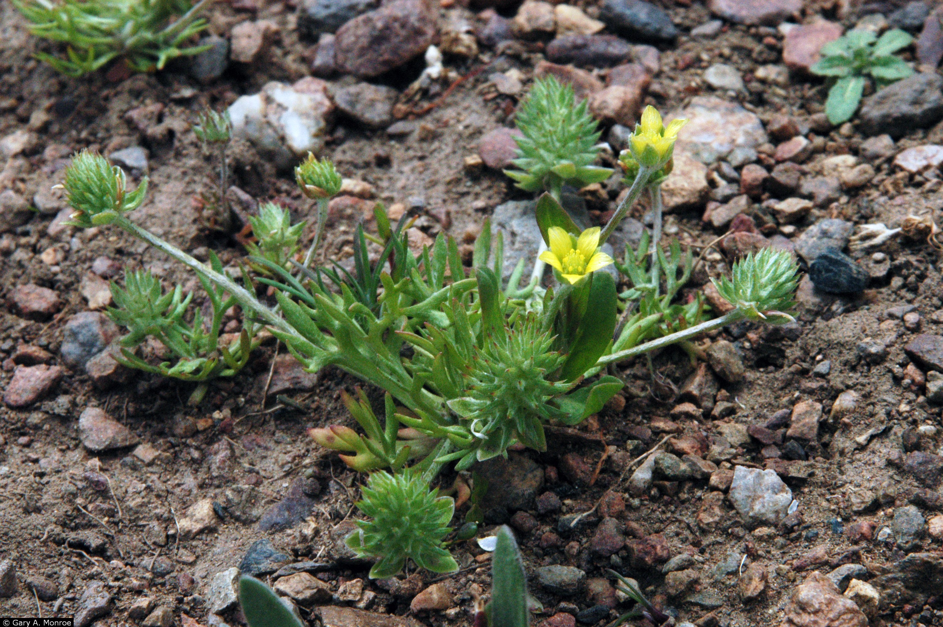 USDA Plants Database