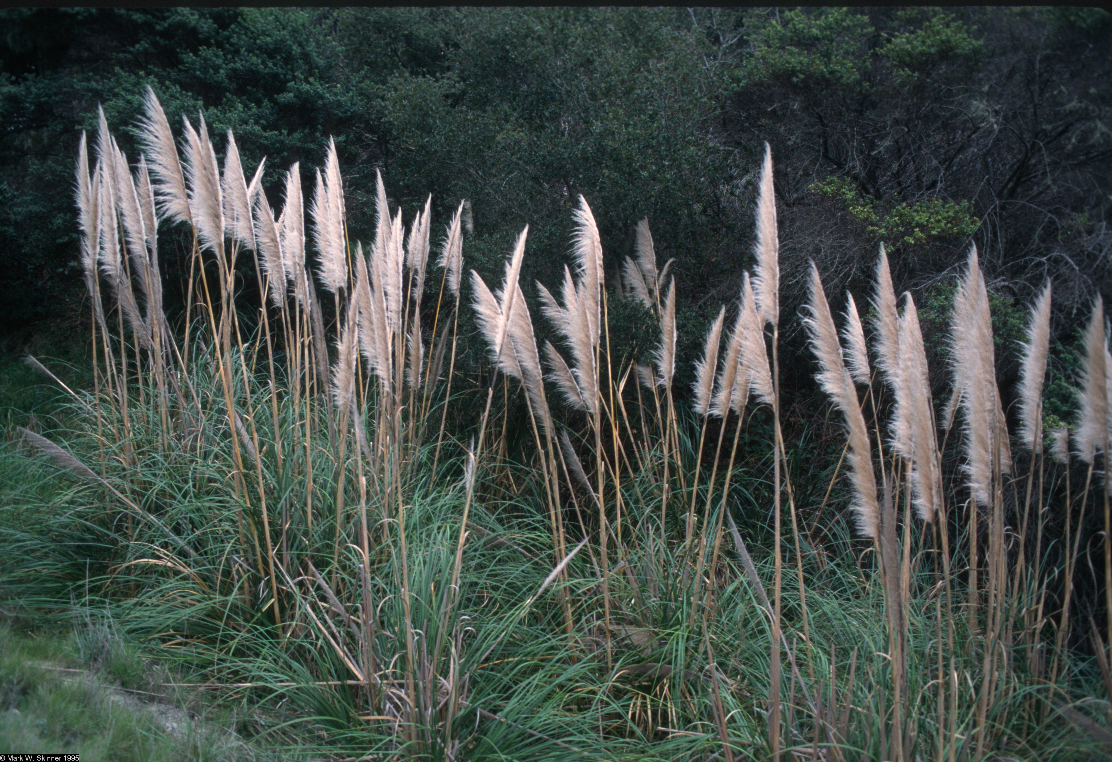 Erba naturale secca di Pampas, Phragmites Communis, Reed pianta