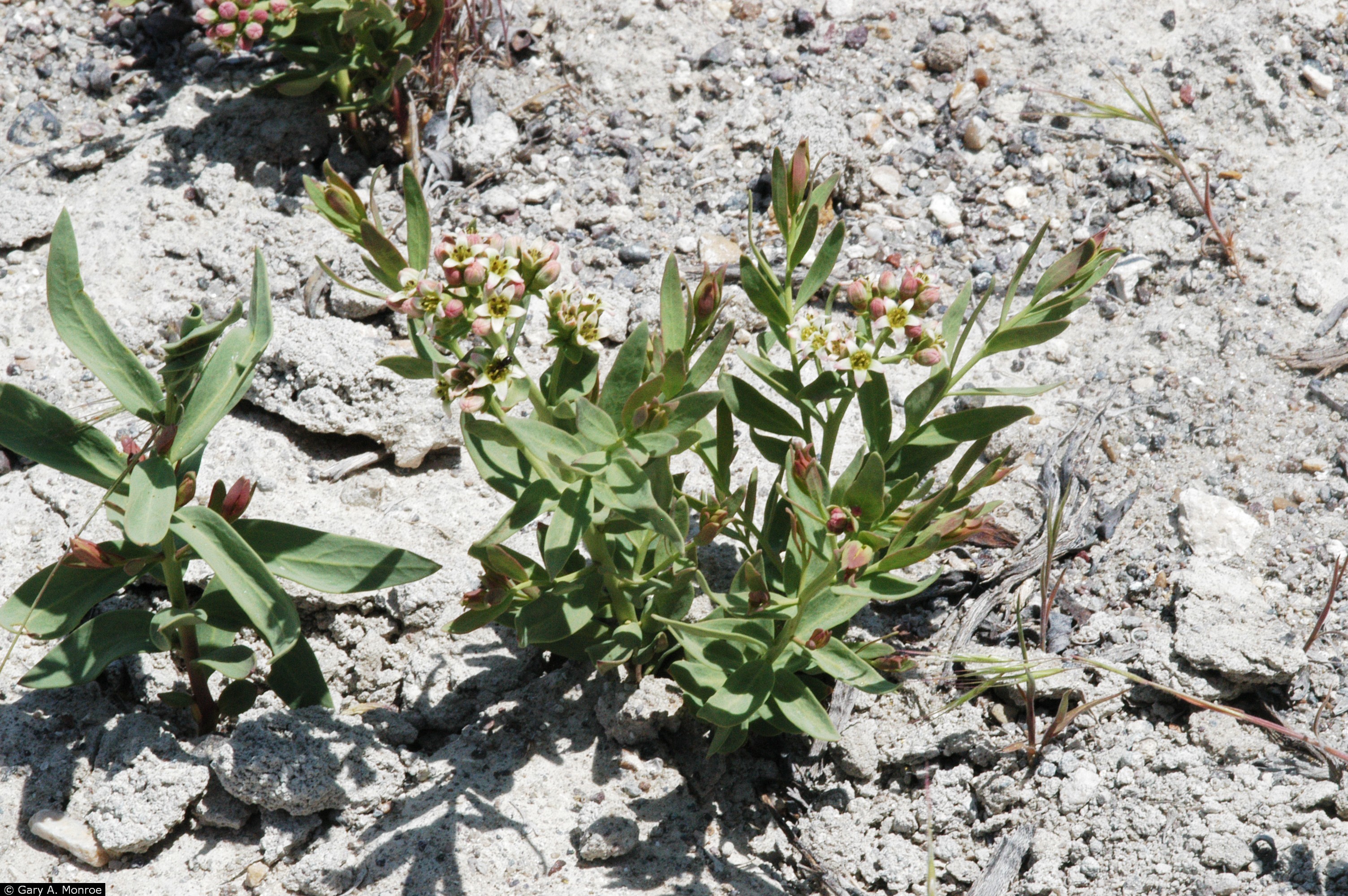 Comandra Umbellata L Nutt Bastard Toadflax