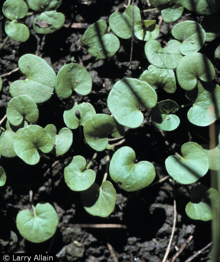 USDA Plants Database Usda plants database