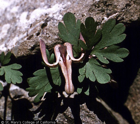 USDA Plants Database