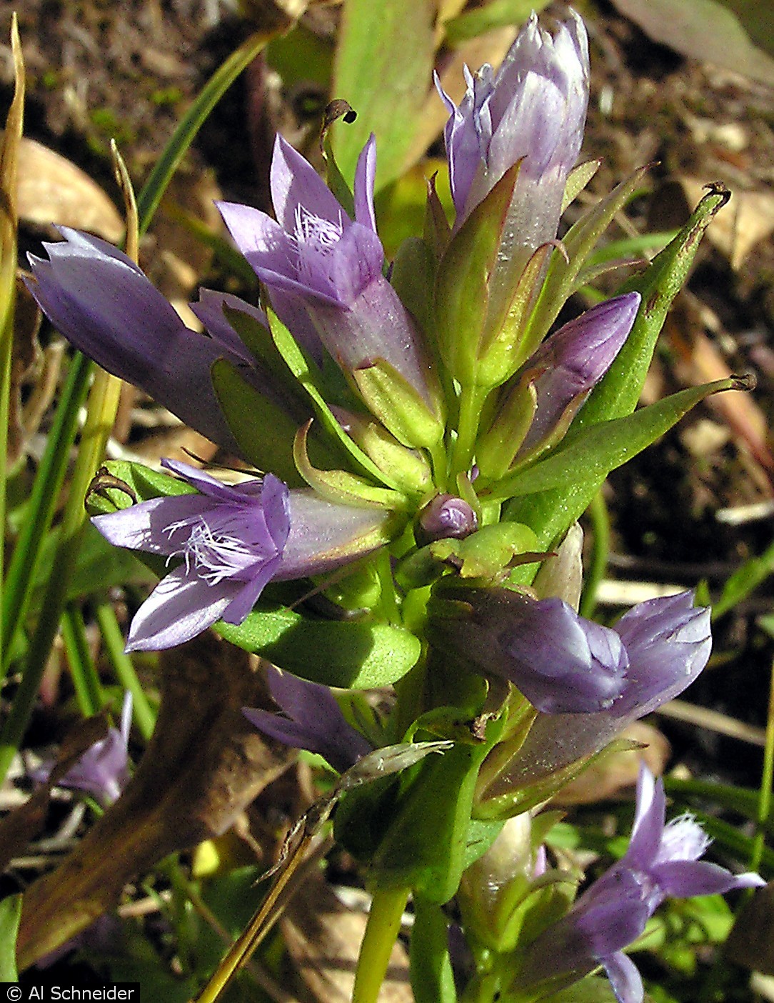 Blooming Wildflower Garland Atco Florist: Blue Violet Flowers