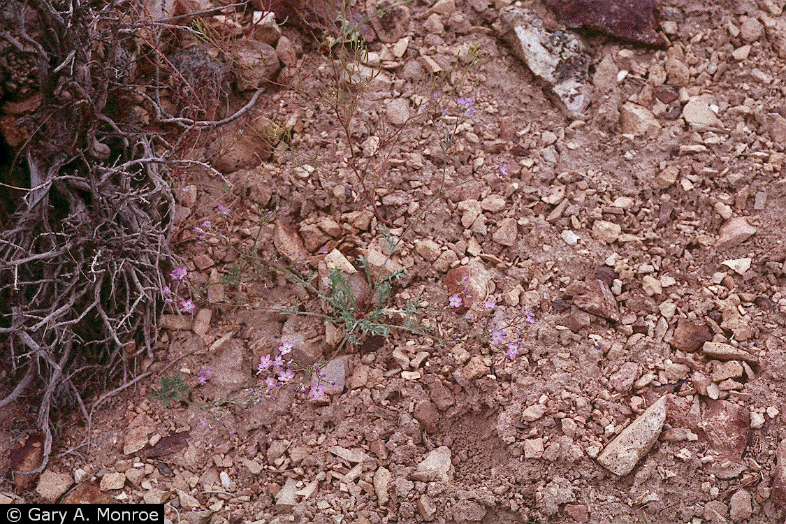 USDA Plants Database Usda plants database
