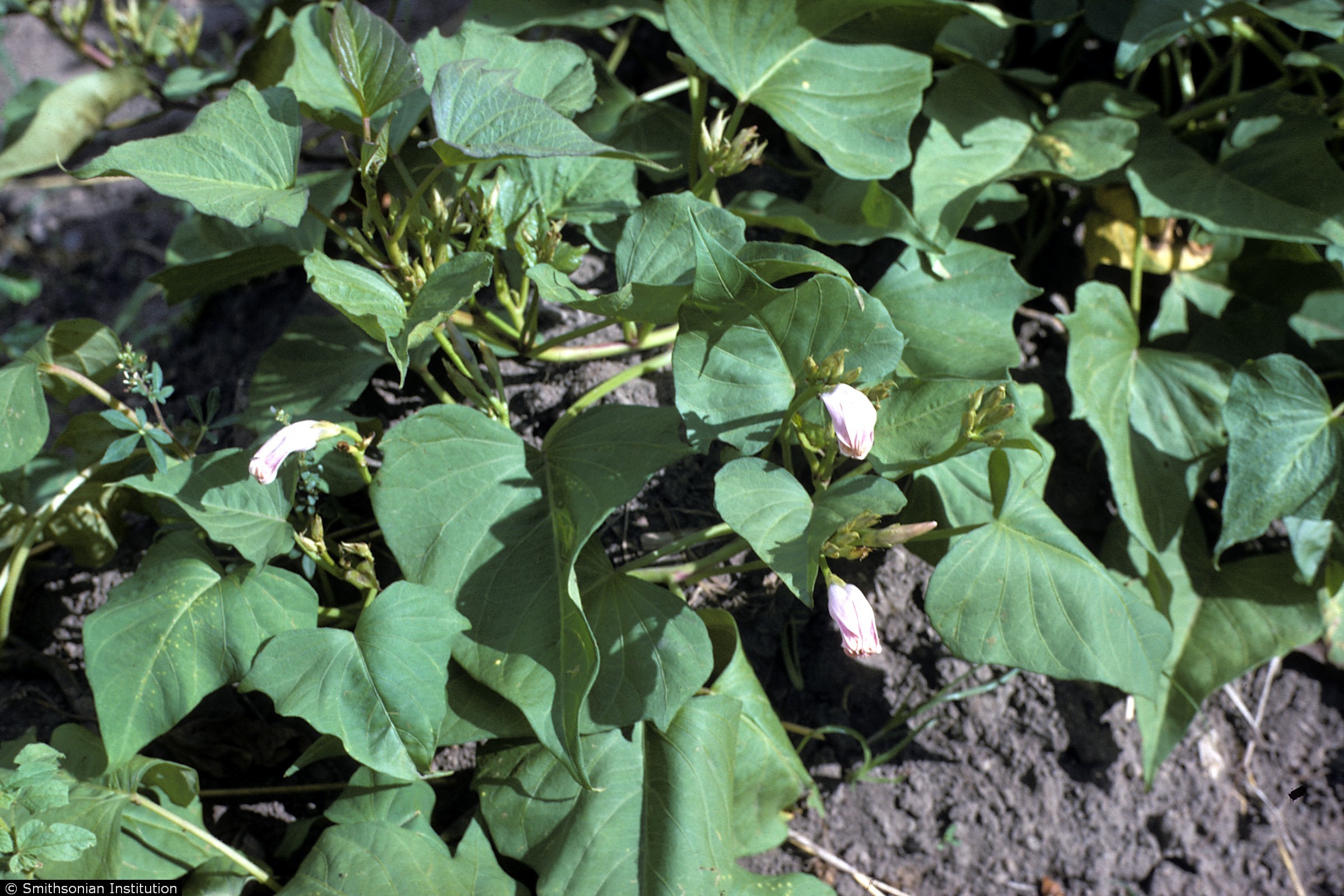 a mature sweet potato plant in ground