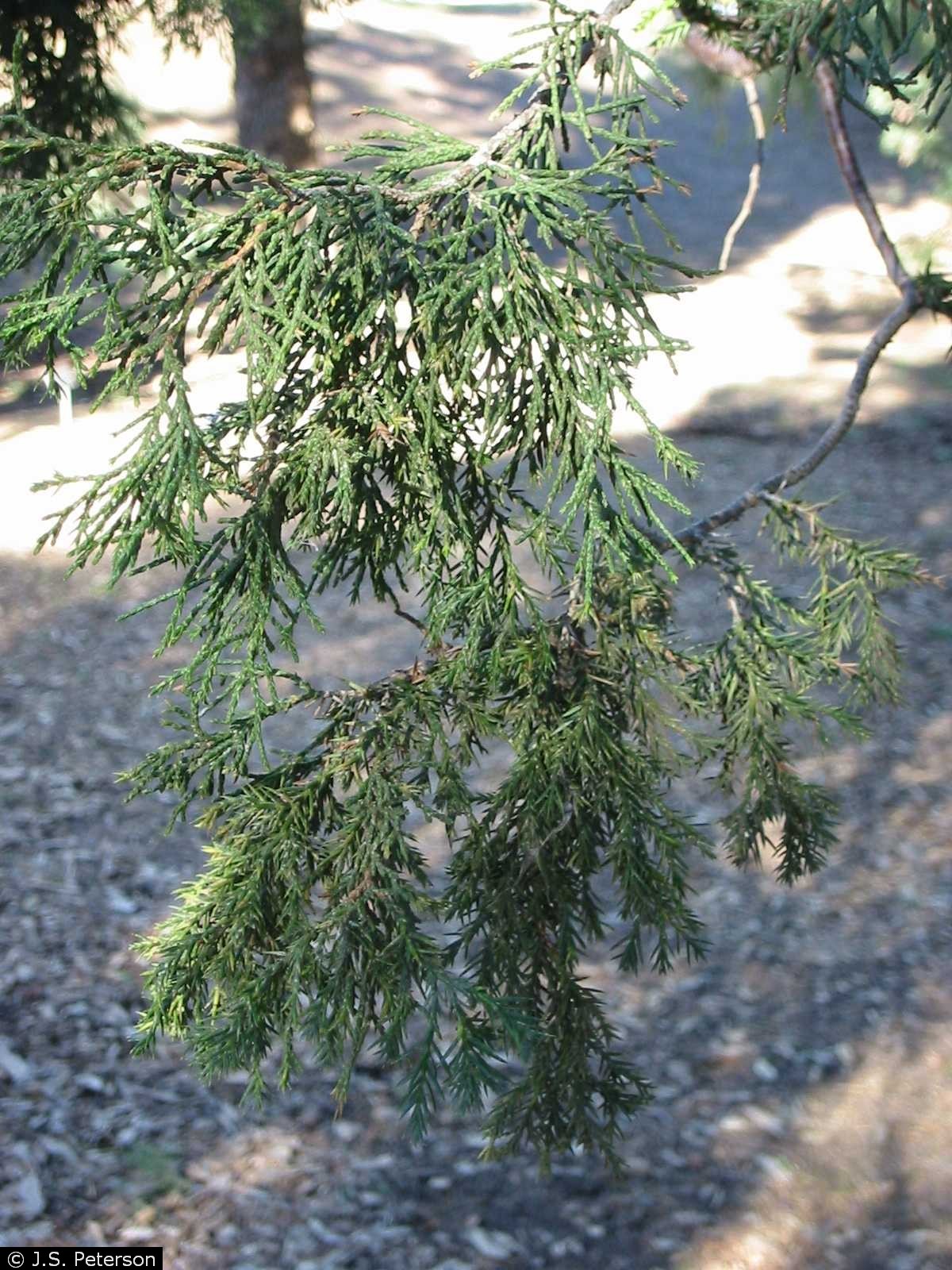 Jip Tree USDA Plants Database