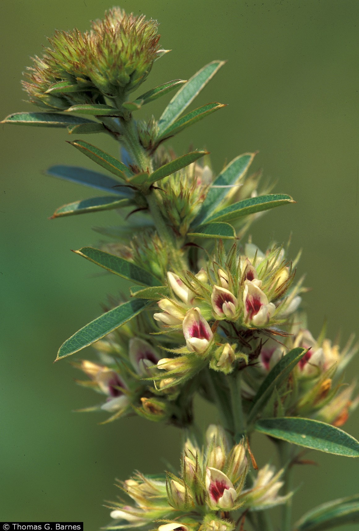 けこけこ Caudata USDA Plants Database Plant Profile Images