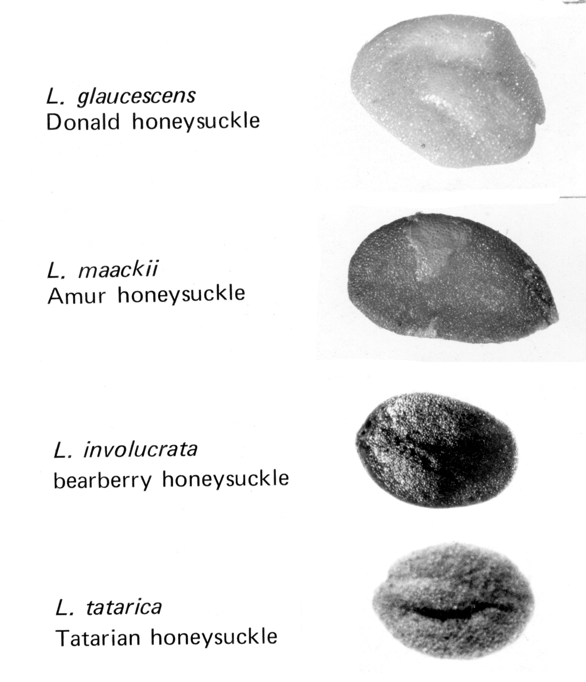 Usda Plants Database Download Usda Plants Database Download