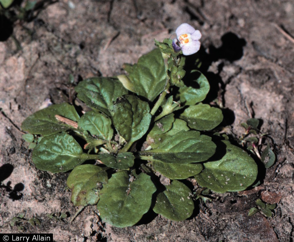 usda-plants-database