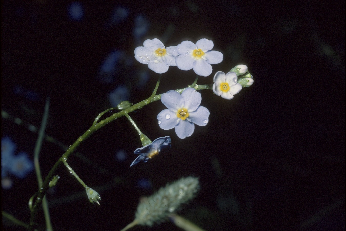 True forget-me-not : Myosotis scorpioides - Boraginaceae (Borage)