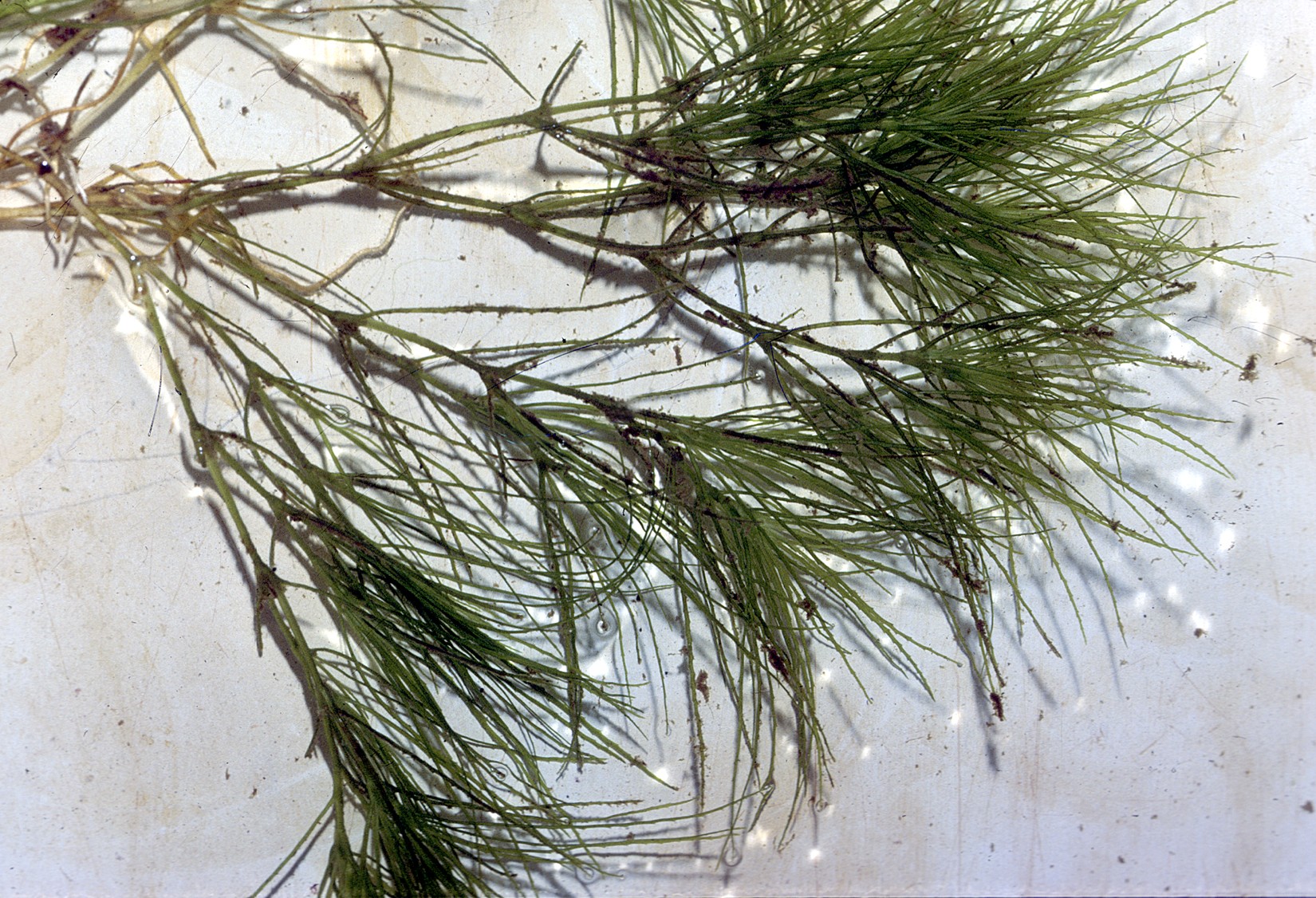 USDA Plants Database