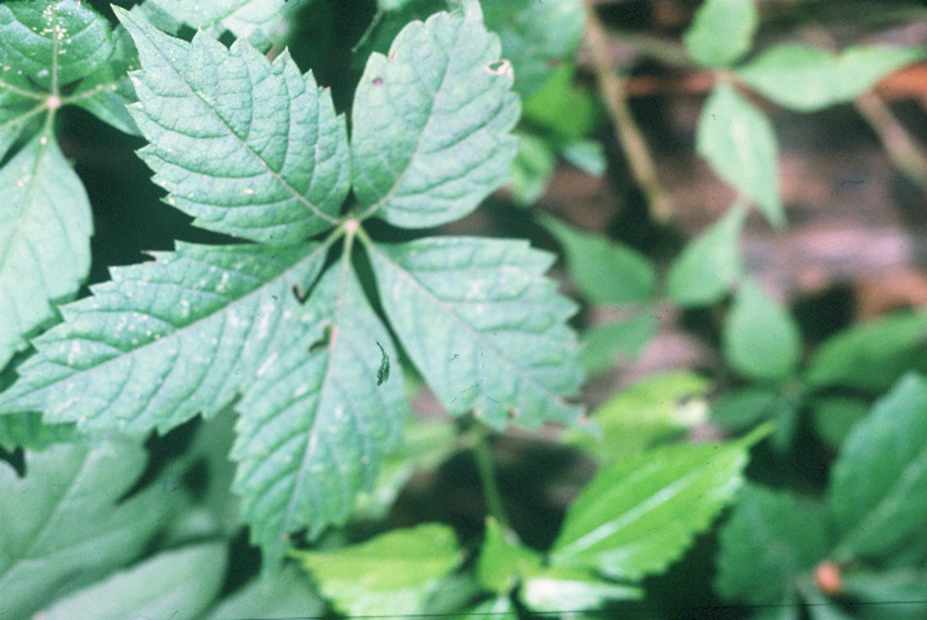 Poison Ivy vs. Virginia Creeper  Mississippi State University Extension  Service