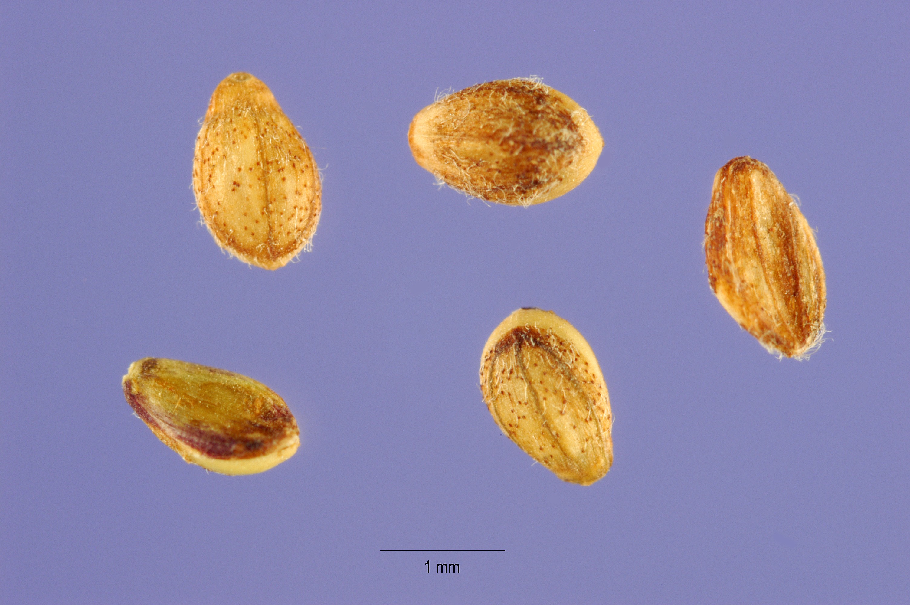 USDA Plants Database